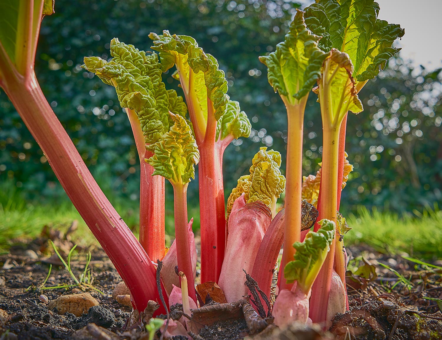 New rhubarb shoots sprouting in a garden in spring