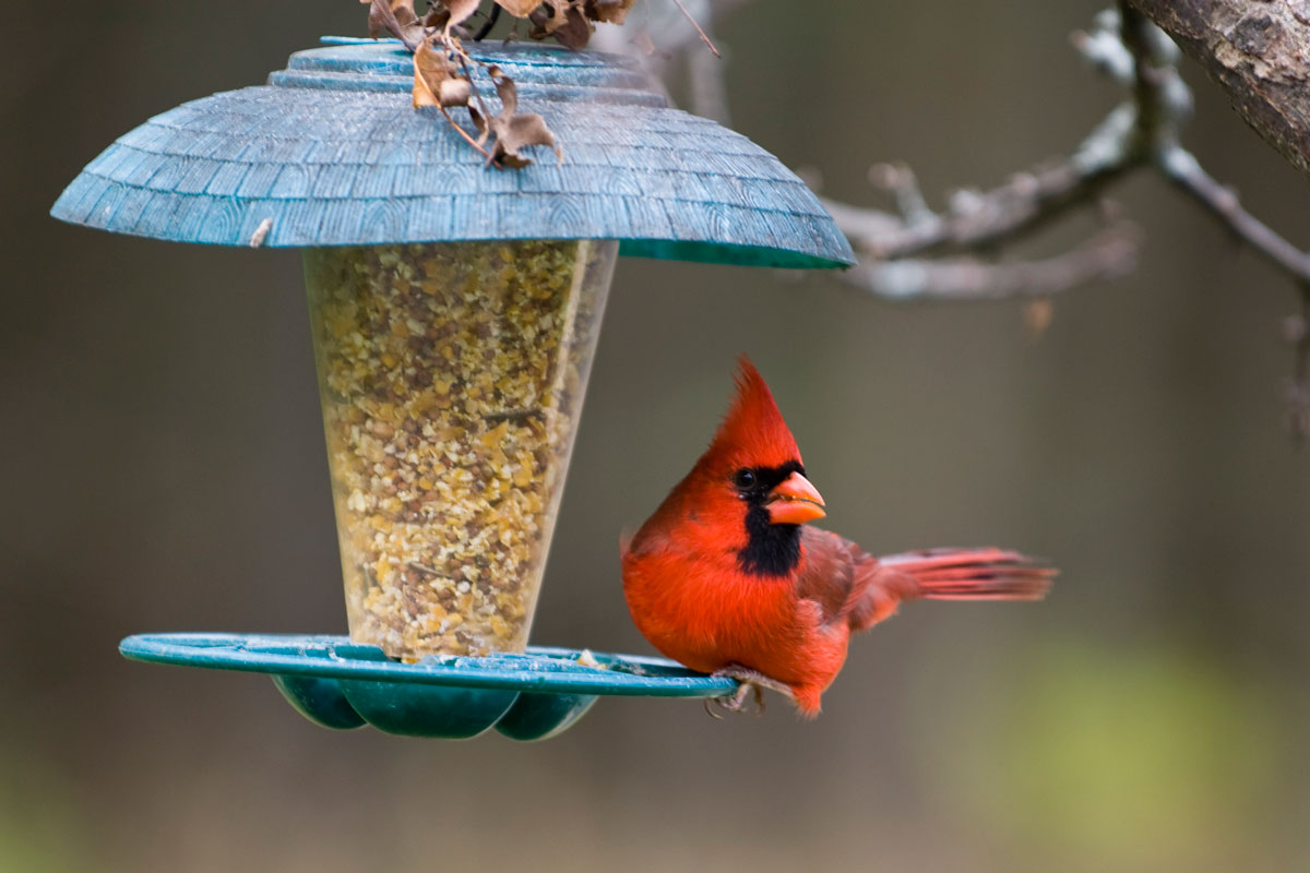 Northern Cardinal on Birdfeeder