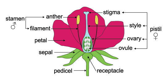 Parts of a Bougainvillea flower