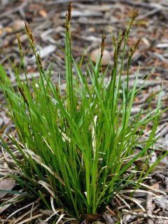 Pennsylvania Sedge photographed up close, What To Plant Under Maple Trees [Inc. Japanese Maple]