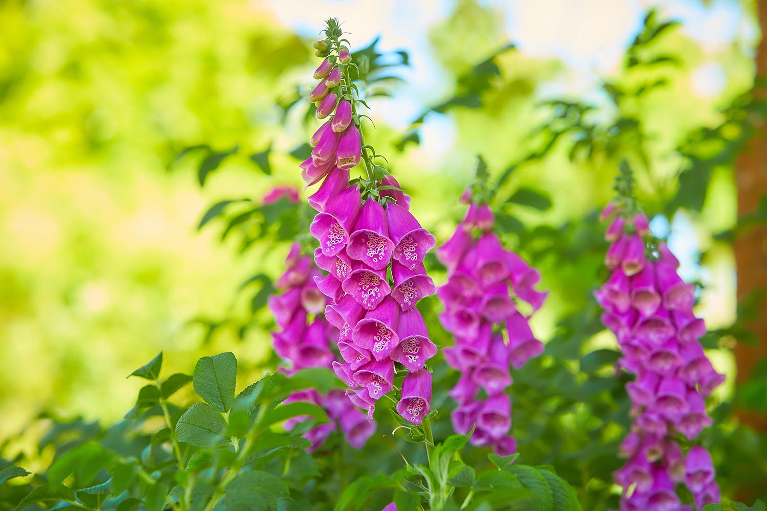 Picture of foxglove growing in the garden
