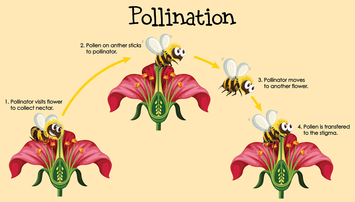 Pollination cycle illlustration