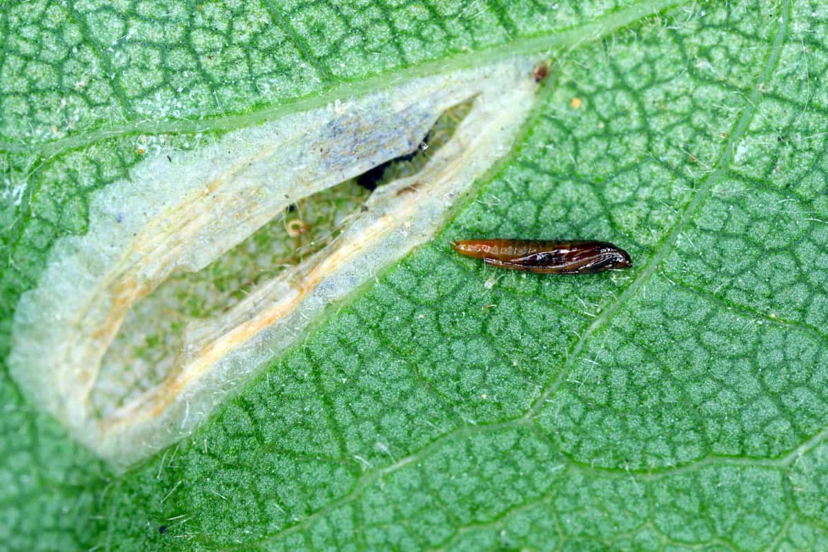Pupa of the spotted tentiform leafminer (Phyllonorycter blancardella) in feeding place of caterpillar on apple leaf