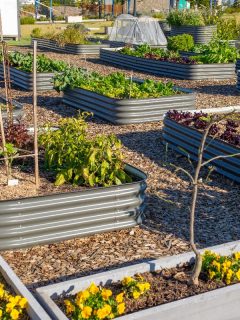 A raised beds growing vegetables for sustainable living, How Much Space Between Garden Beds?