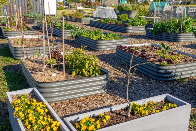 A raised beds growing vegetables for sustainable living, How Much Space Between Garden Beds?