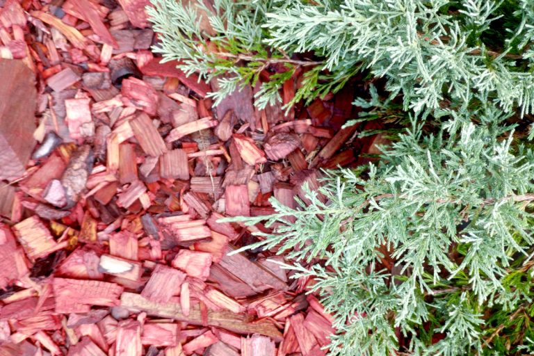 Red Cedar mulch used as fertilizer, Does Cedar Mulch Repel Bugs? How Effective Is It?