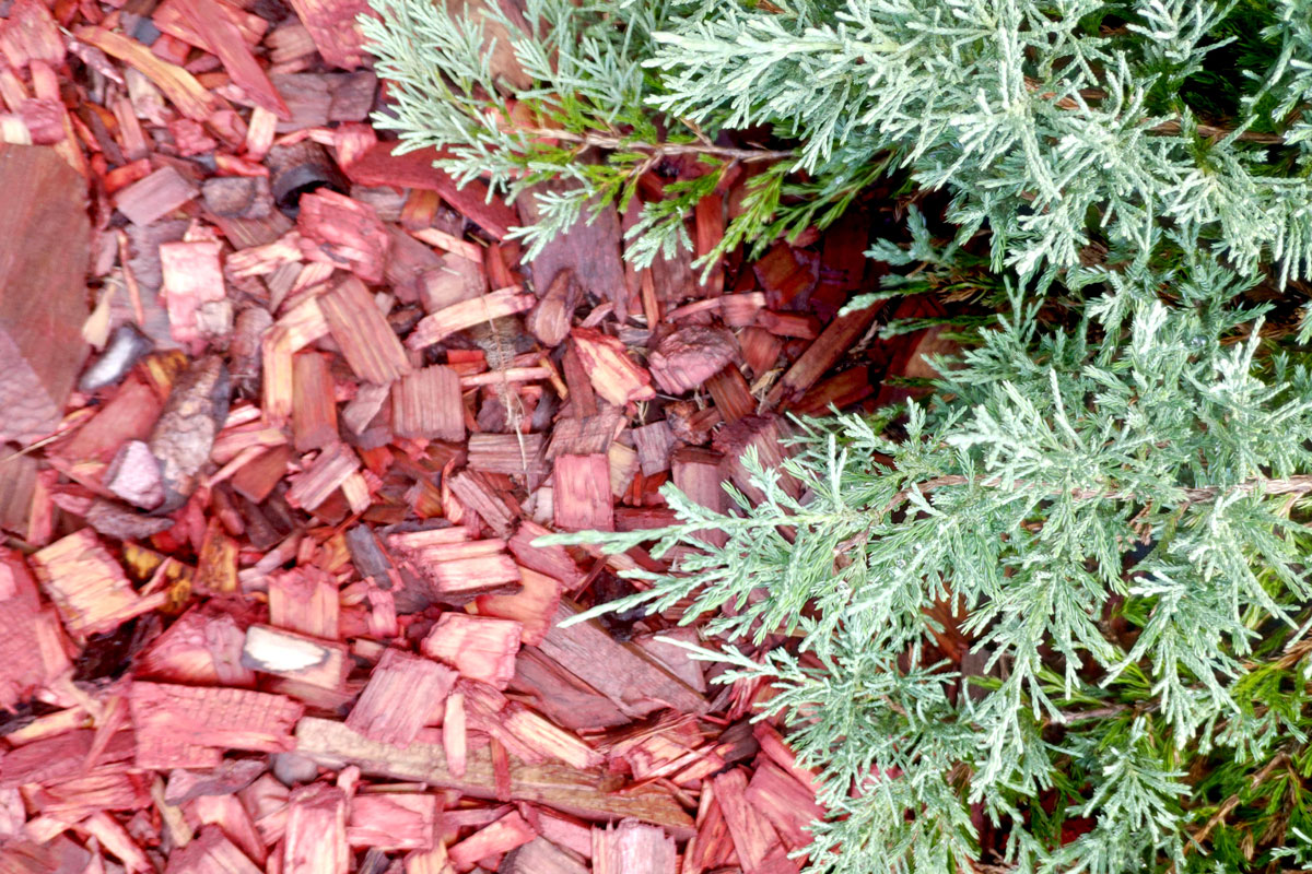 Red Cedar mulch used as fertilizer