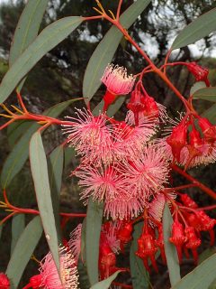 Red flowering gum, My Flowering Gum Is Dying — What To Do?