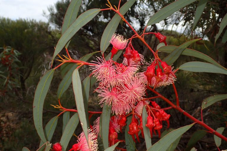 Red flowering gum, My Flowering Gum Is Dying — What To Do?