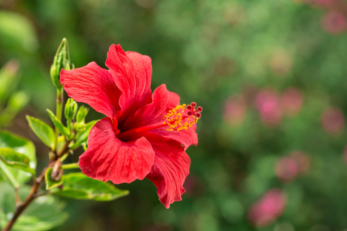 Red hibiscus flower on a green background. In the tropical garden