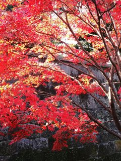 Red maple at Imperial palace park, Why Is My Japanese Maple Dying? [And How To Save It]