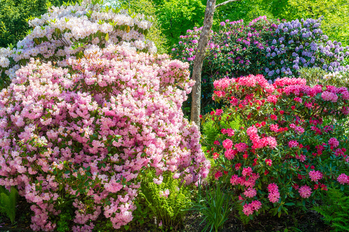 Rhododendron blooming brightly at the garden