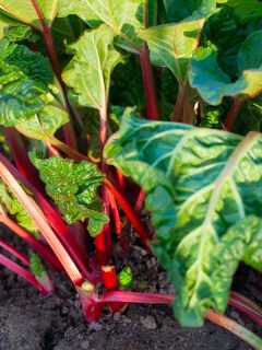 A rhubarb growing in evening light, How Much Sun Does Rhubarb Need?