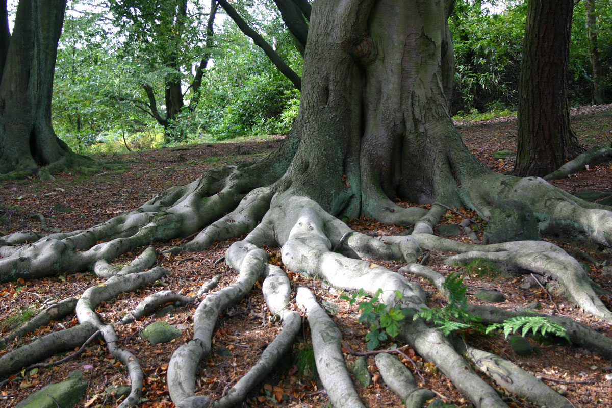 Roots of a tree going out from the ground
