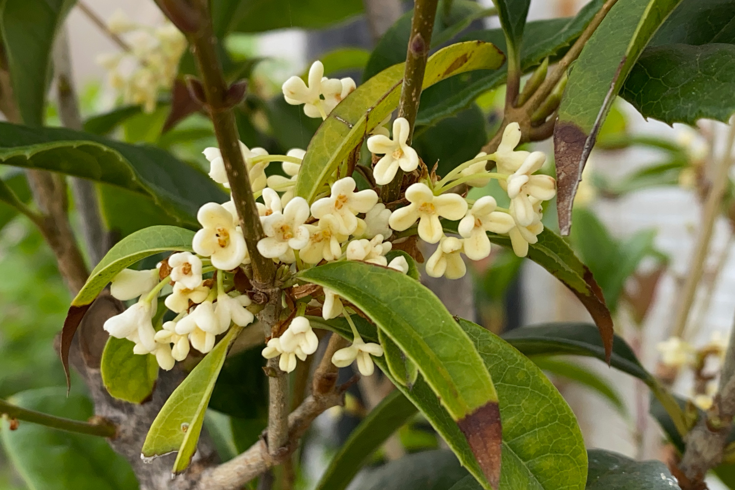 Selected focus for Osmanthus fragrans