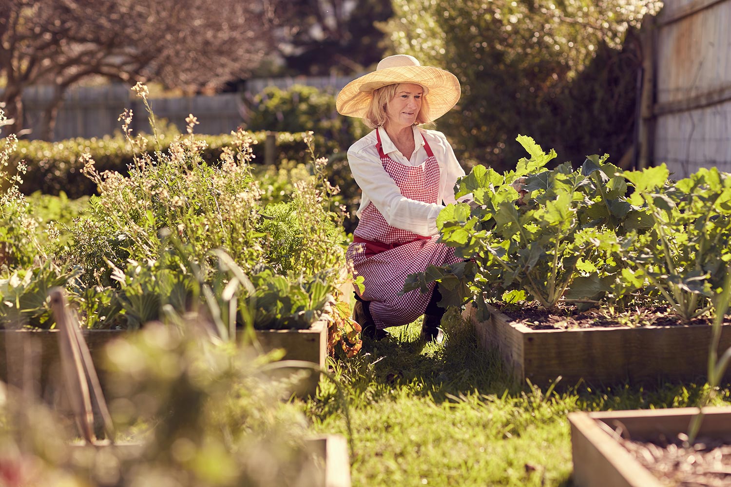 Senior woman among the raised beds in her vegetable garden checking on the quality of the food being produced