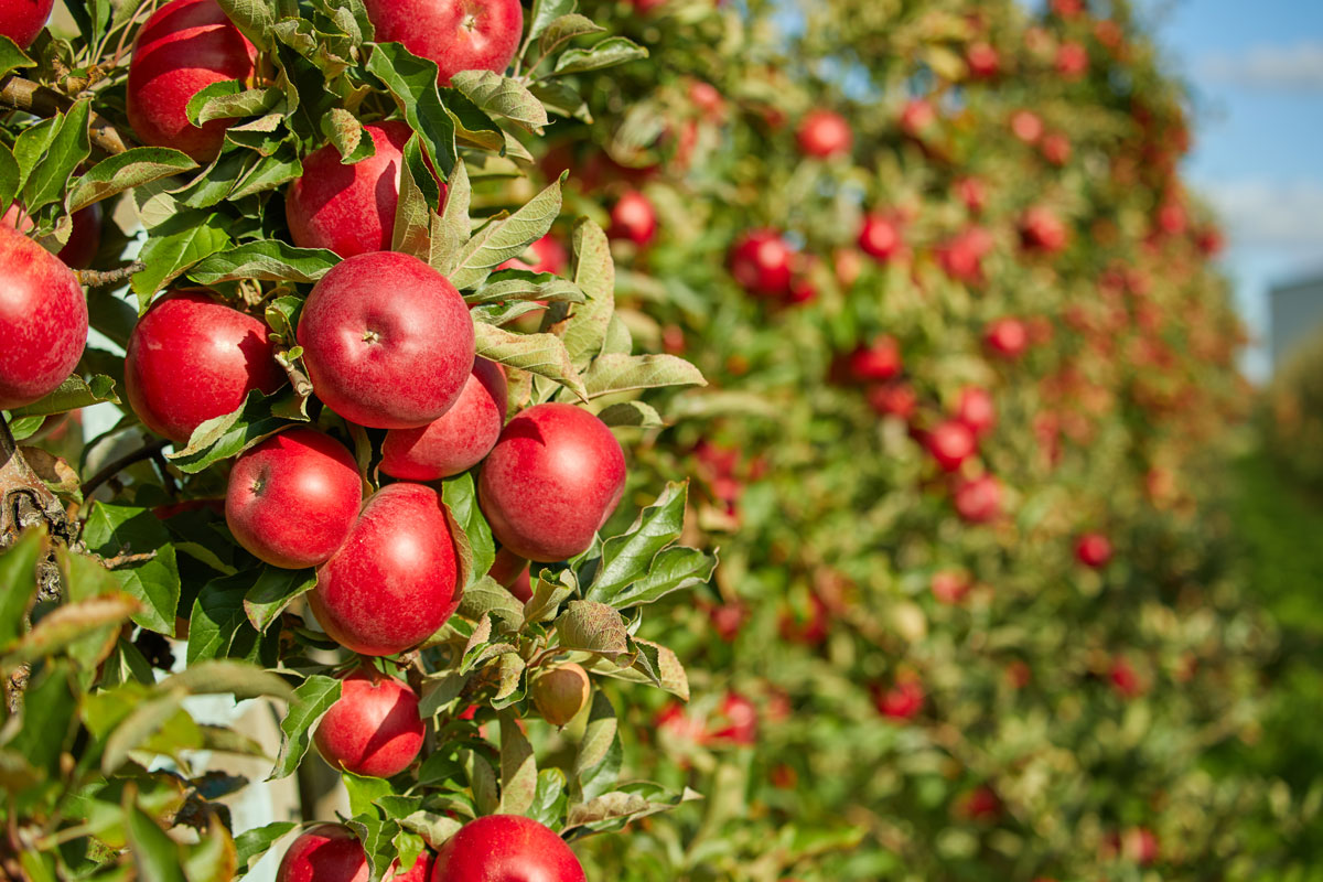 Shiny delicious apples hanging from a tree branch in an apple orchard