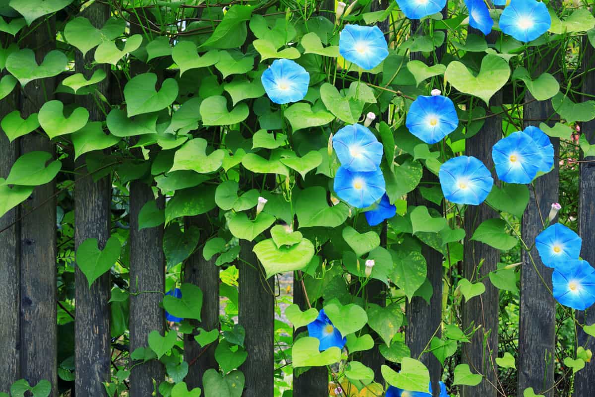 Sky Blue Morning Glories blooming in the fence