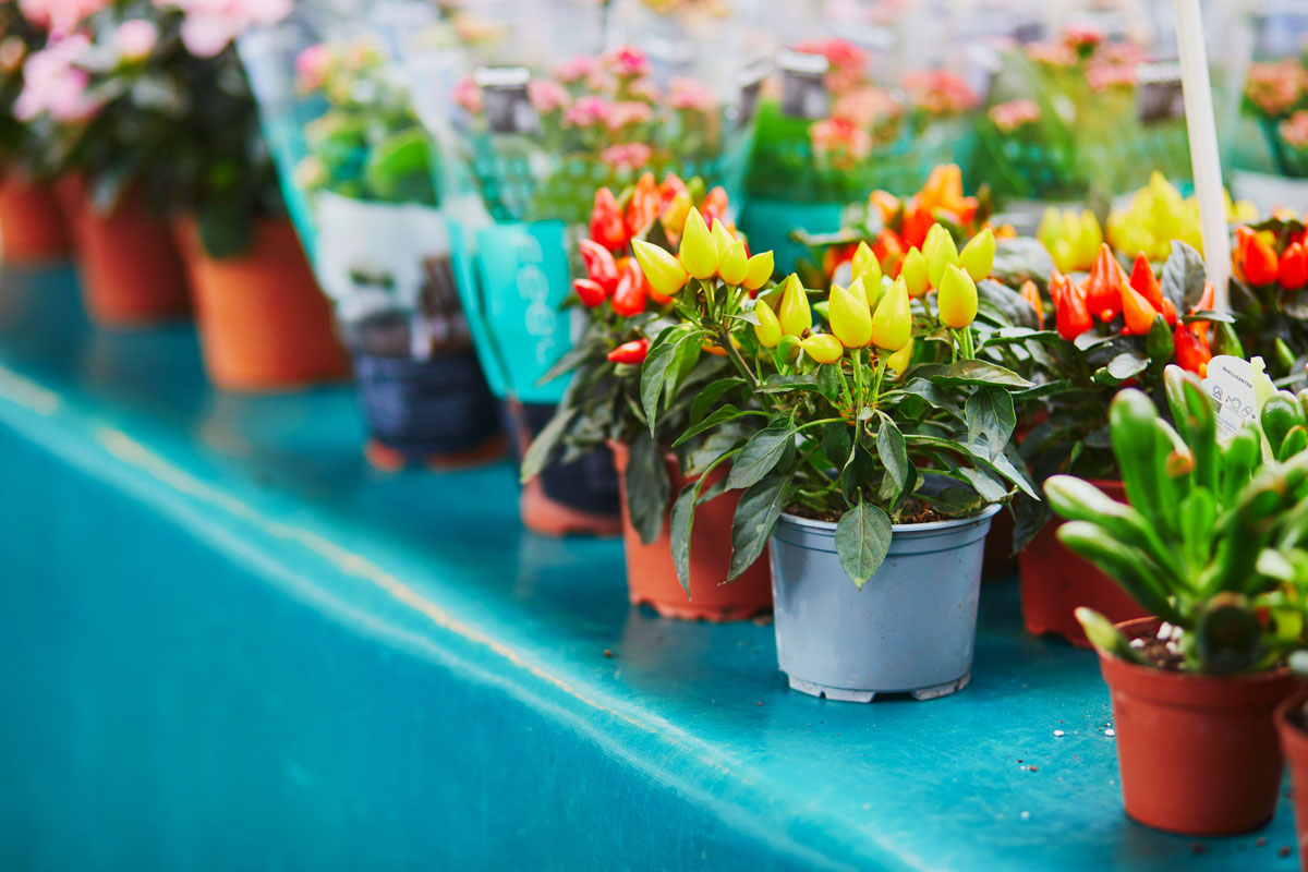 Small red and yellow colored Tulips for sale