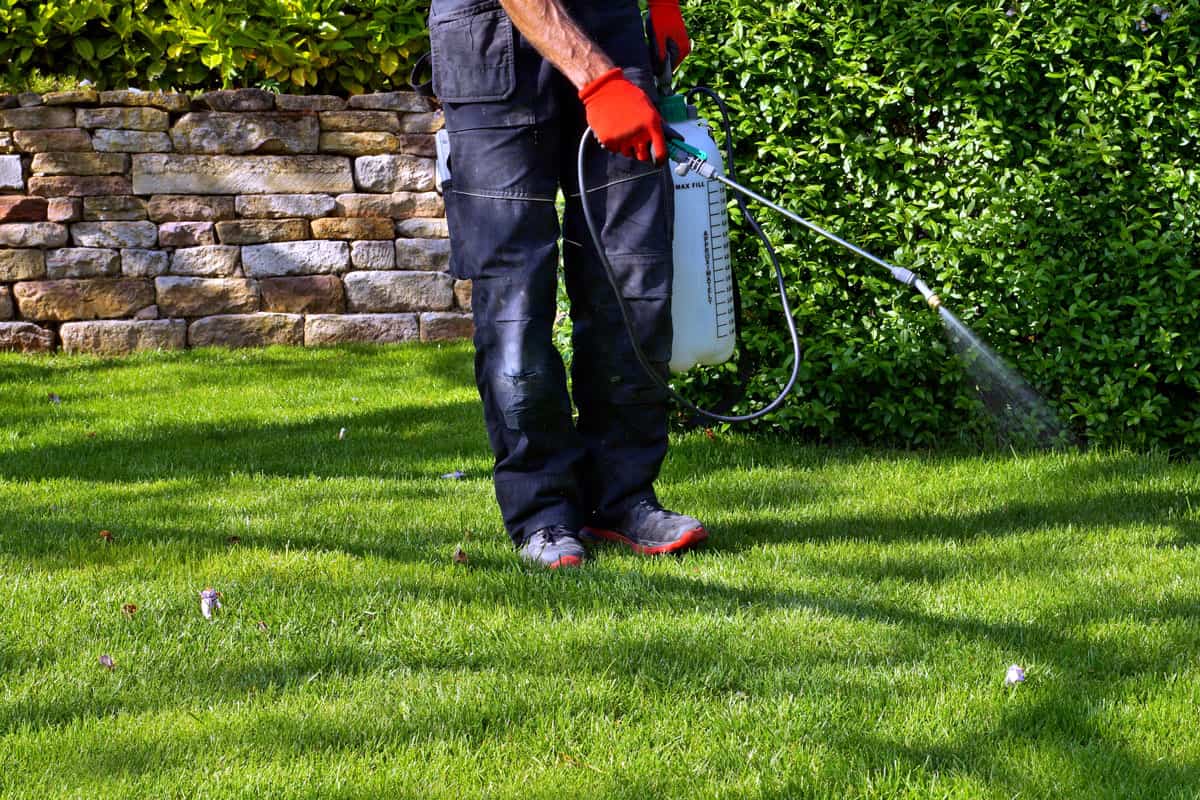 Spraying pesticide with portable sprayer to eradicate garden weeds in the lawn