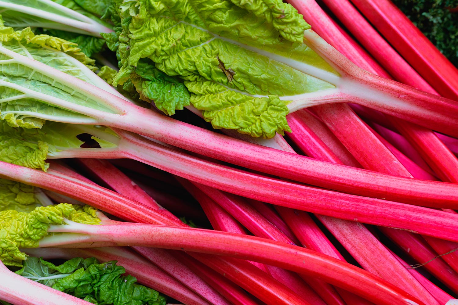 Sticks of fresh rhubarb for sale at a fruit and vegetable market.