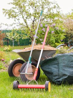 Two-wheeled wheelbarrow loaded with dethatched lawn grass and a collapsible gardening container with cut flowers lawn rake and roller scarifying rake in the spring garden - How To Clean Up After Dethatching