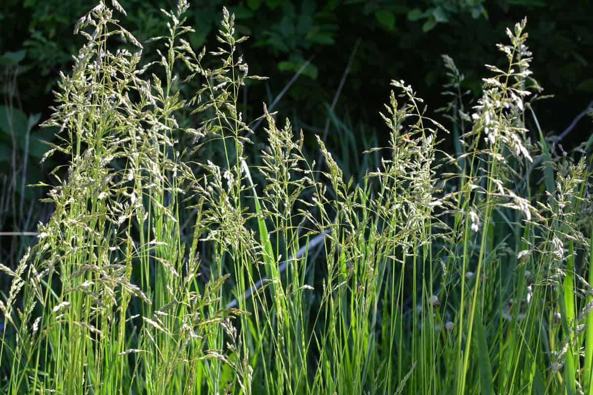 Tall Poa grass in the meadows