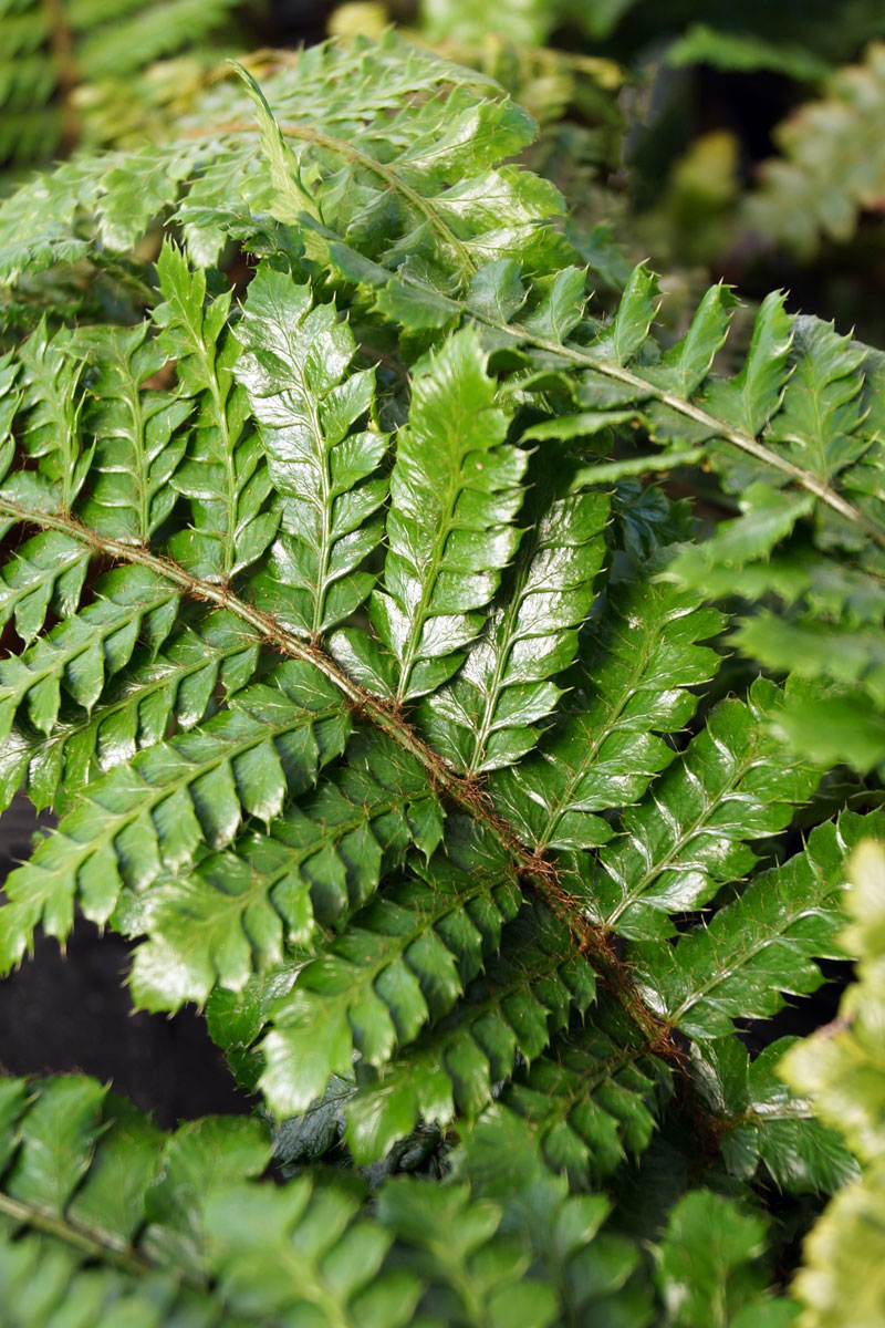 Tassel fern photographed up close