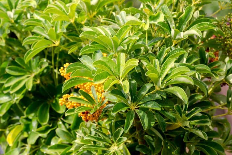 The bright, decorative plant (Schefflera) with droplets of rain, How To Get Schefflera To Branch