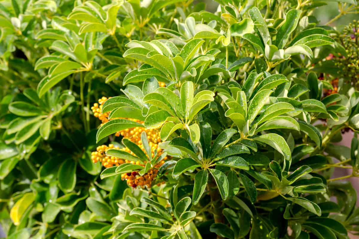 The bright, decorative plant (Schefflera) with droplets of rain