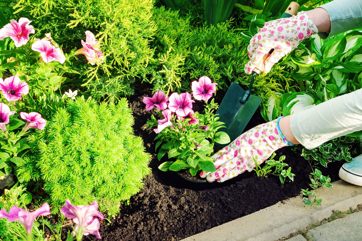 The gardener planting flowers with hand trowel in black soil in a flower bed, Planting seedlings of annual flowers. A pink petunia is pla