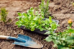 Transplanting a foxglove seedlings into soil in summer garden using shovel, When To Transplant Foxglove [And How To]