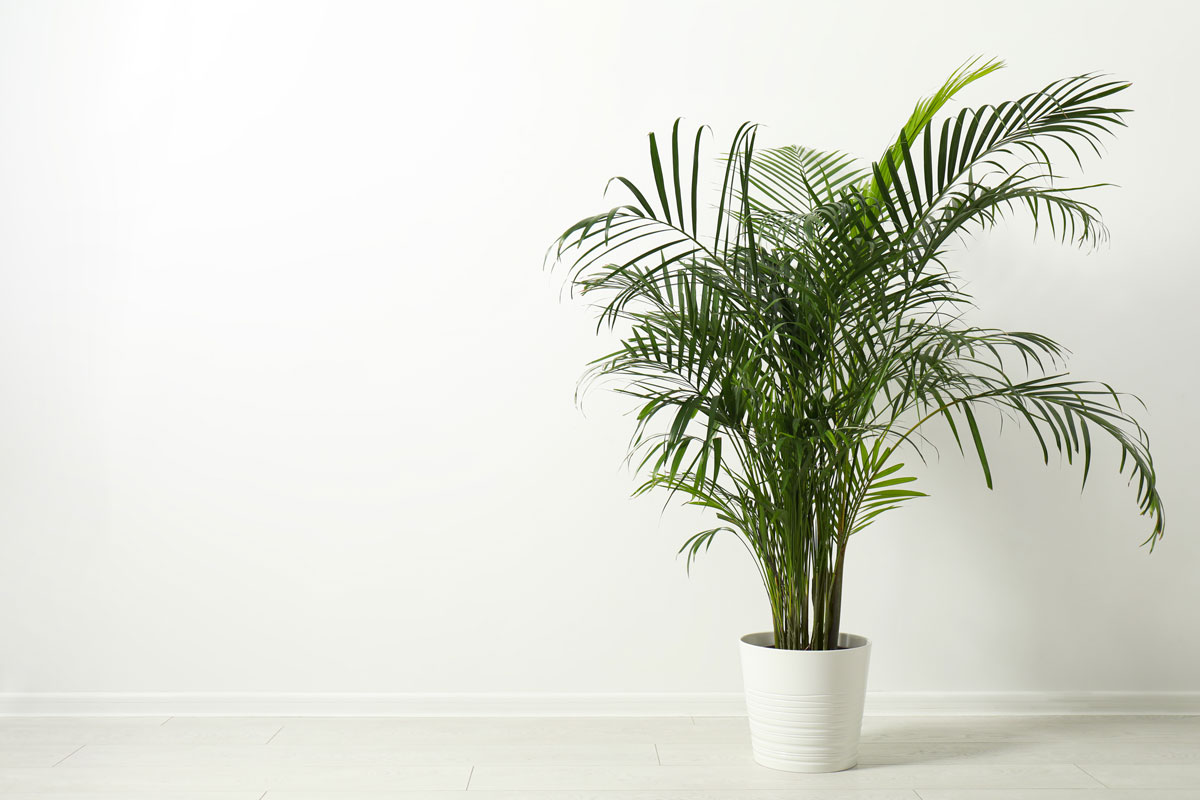 Tropical plant with lush leaves on floor near white wall