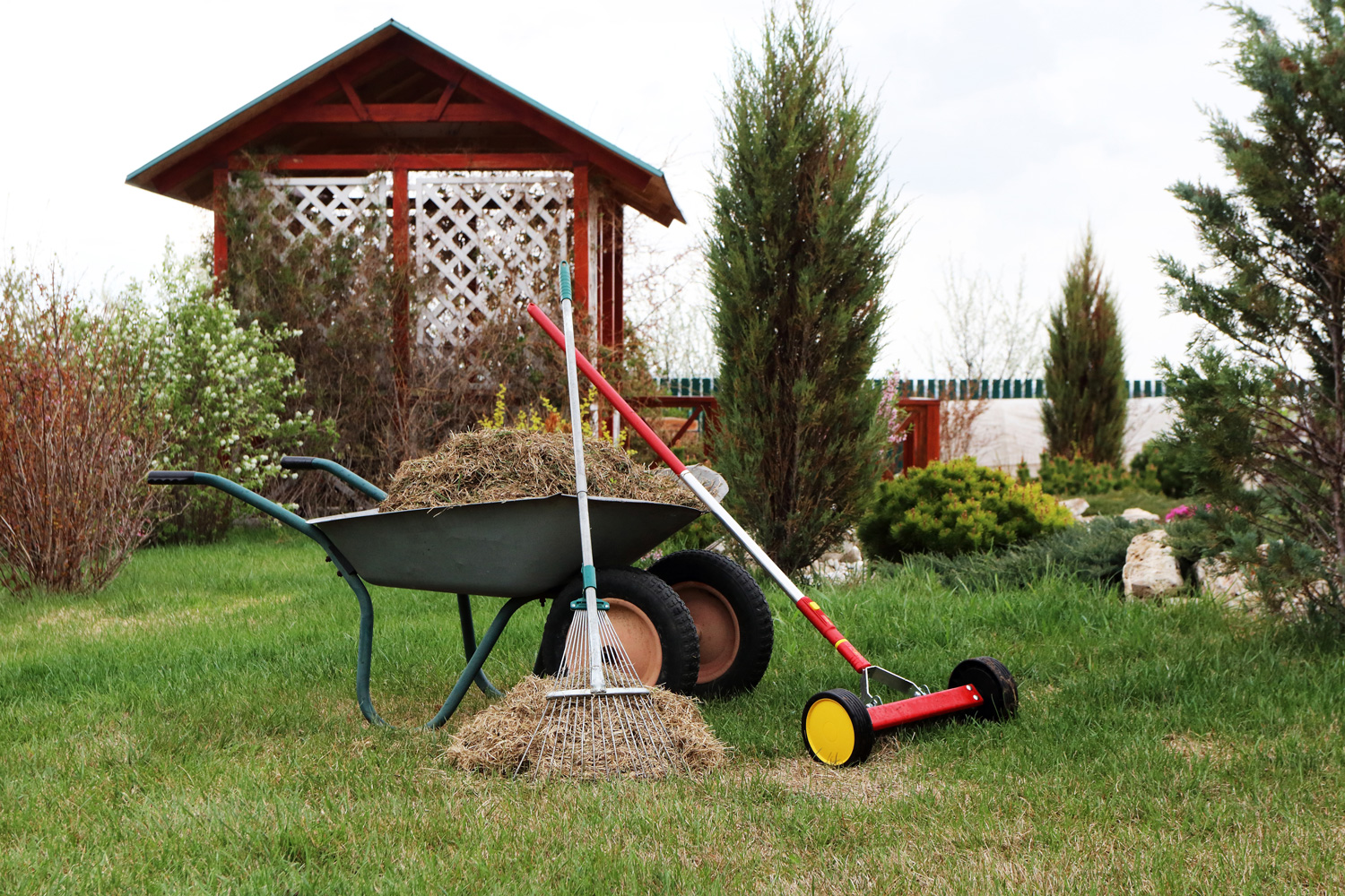 Two-wheeled wheelbarrow loaded with dethatched lawn grass, a roller moss removal rake and a lawn rake in the spring garden