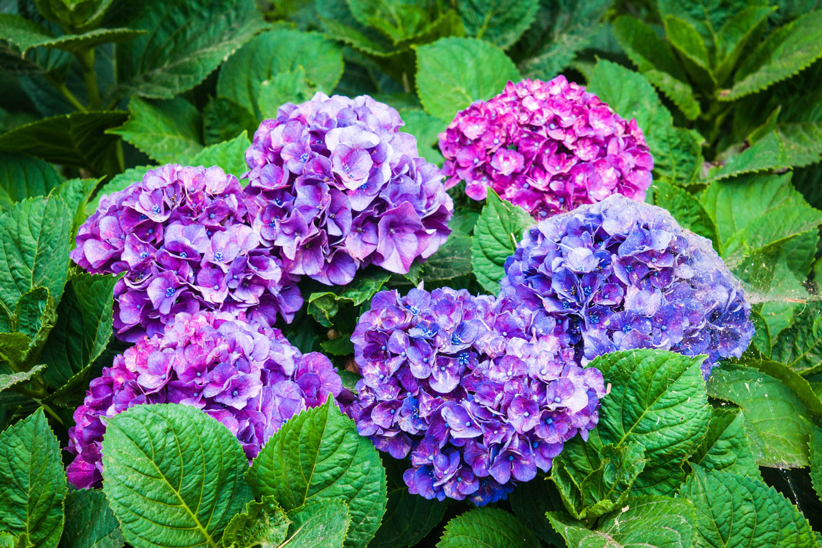 Various shades of hydrangea flowers from purple and blue to pink and magenta