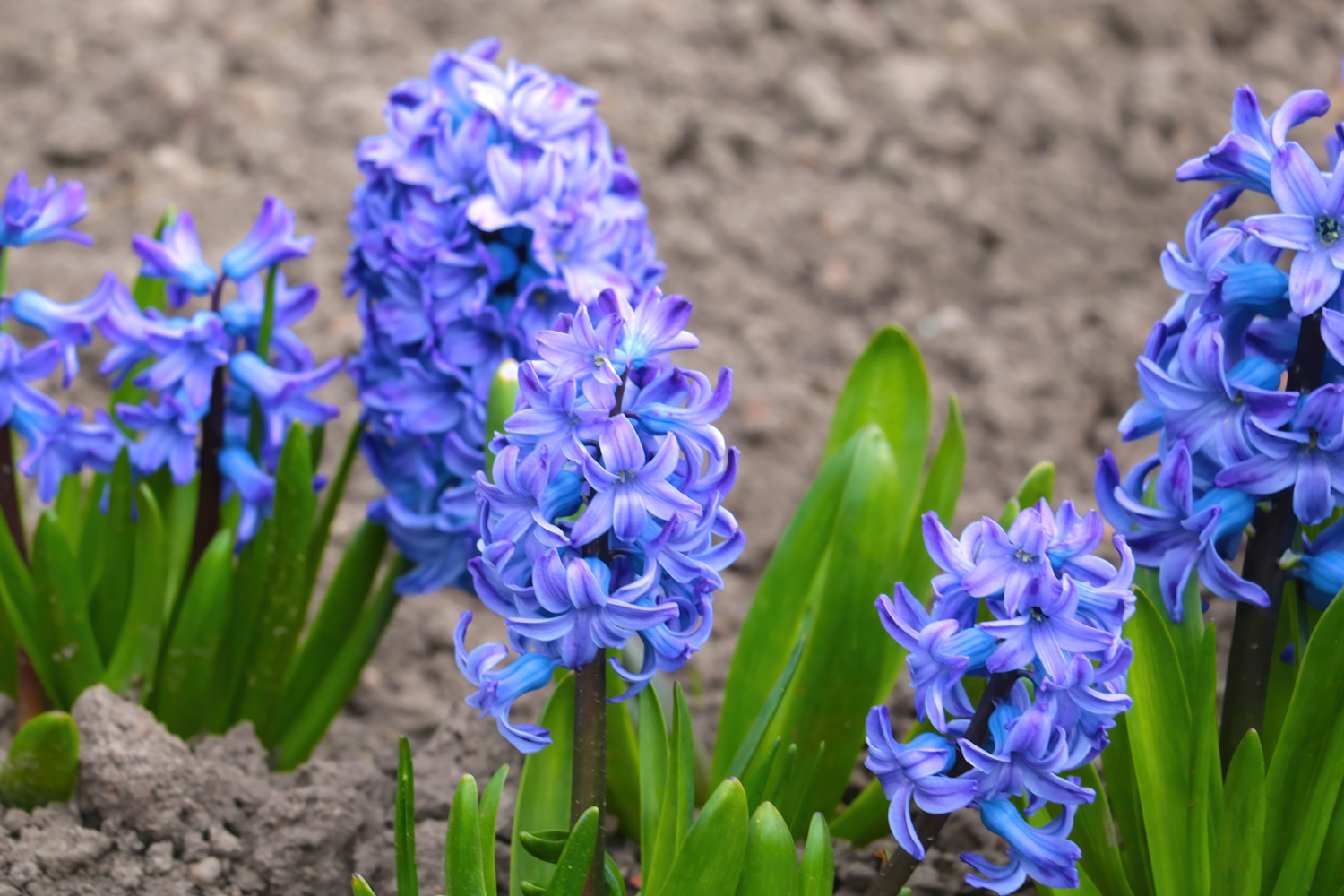 View of a beautiful blooming hyacinth in the park in spring