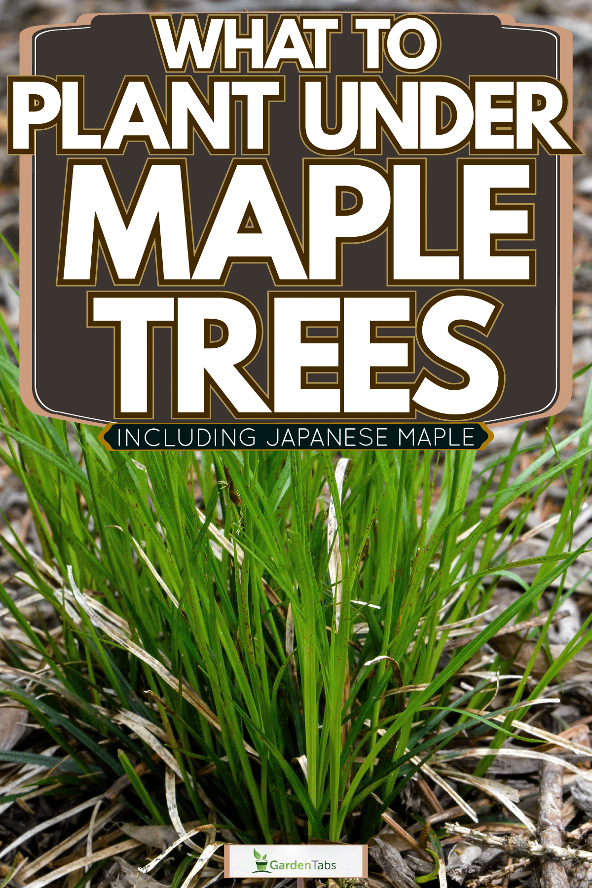 Pennsylvania Sedge photographed up close, What To Plant Under Maple Trees [Inc. Japanese Maple]