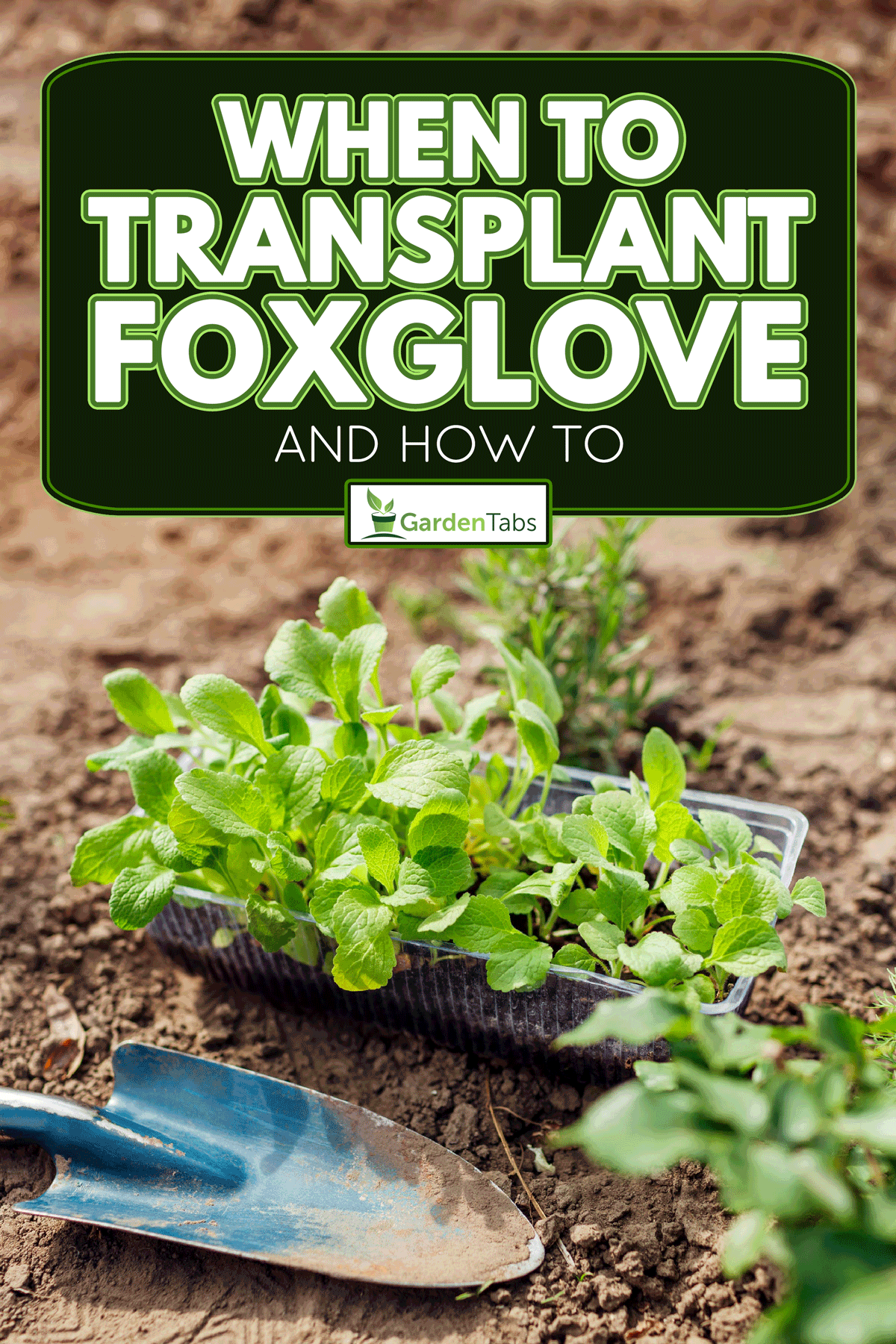 Transplanting foxglove seedlings into soil in summer garden using shovel, When To Transplant Foxglove [And How To]