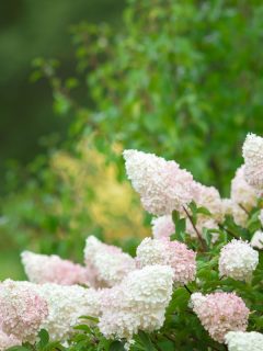 White garden bush panicle hydrangea, How Long For Hydrangea To Bloom?