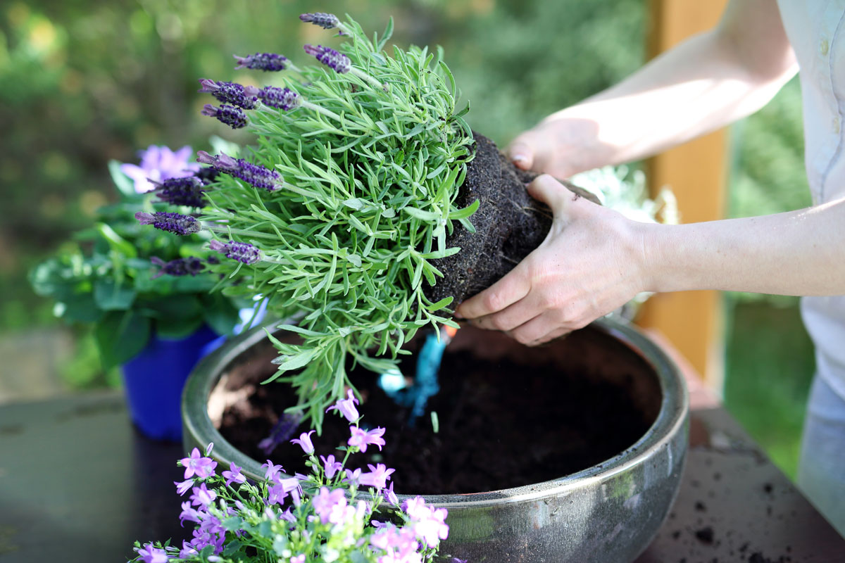 Woman replanting small and beautiful colored lavender