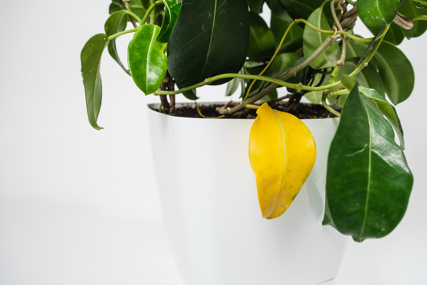 Yellow jasmine leaf, houseplant diseases
