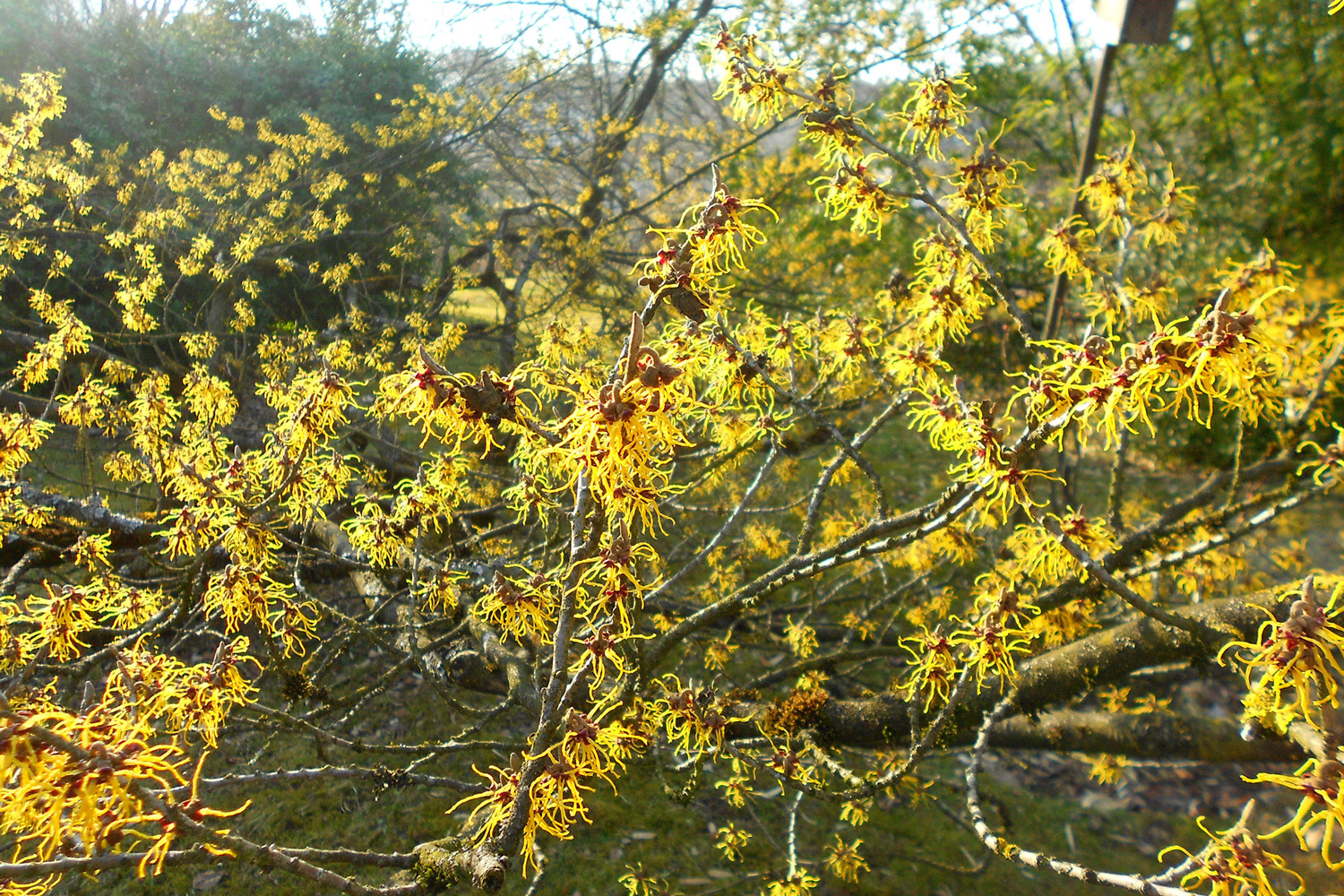 Yellow witch hazel bush