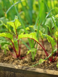 Young fresh beet leaves Beetroot plants and garlic growing in a row in the garden, How Far Apart To Plant Beets?