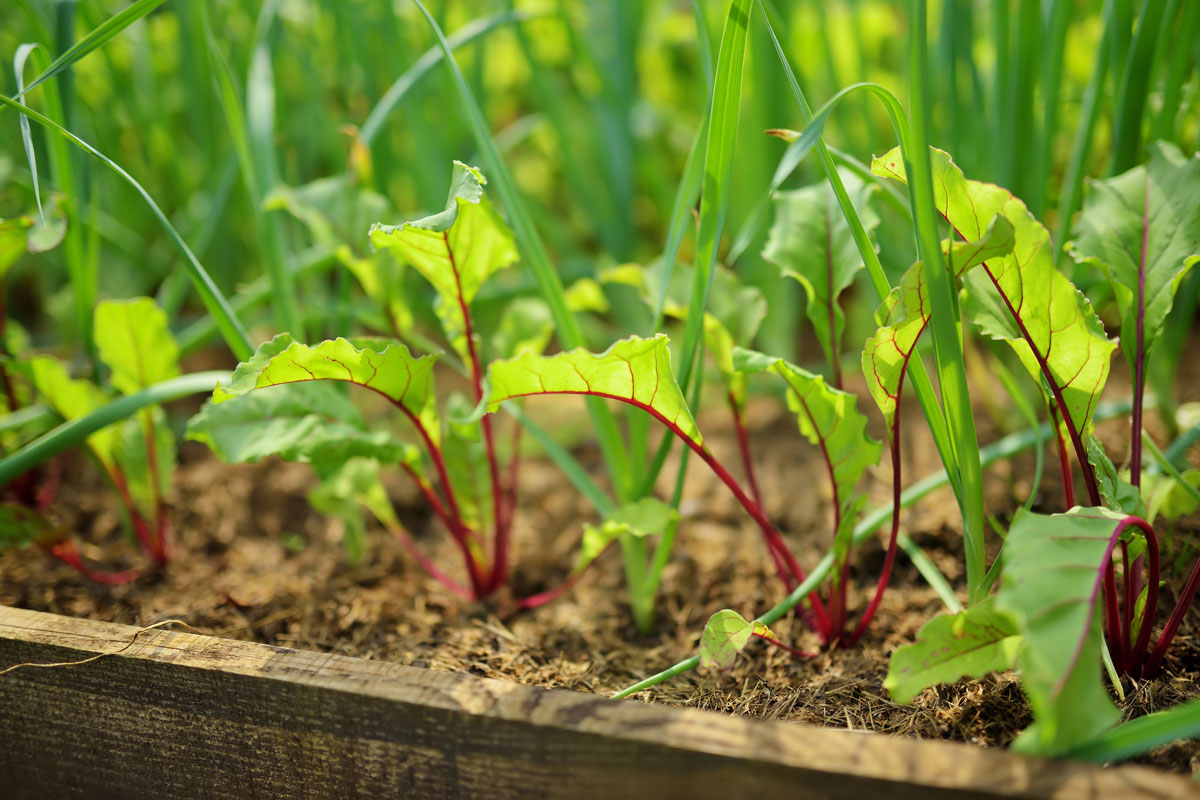 Young fresh beet leaves Beetroot plants and garlic growing in a row in the garden