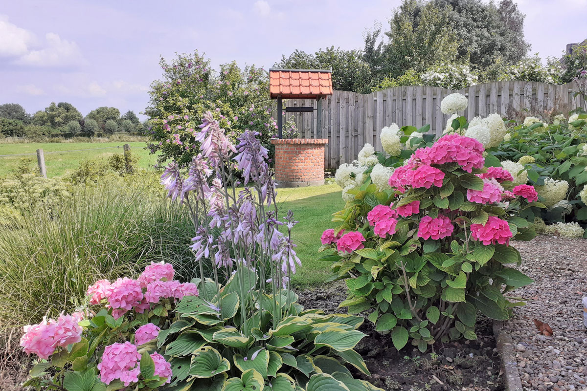 a flower garden with pink and white hydrangea and purple hosta around a green lawn in summer