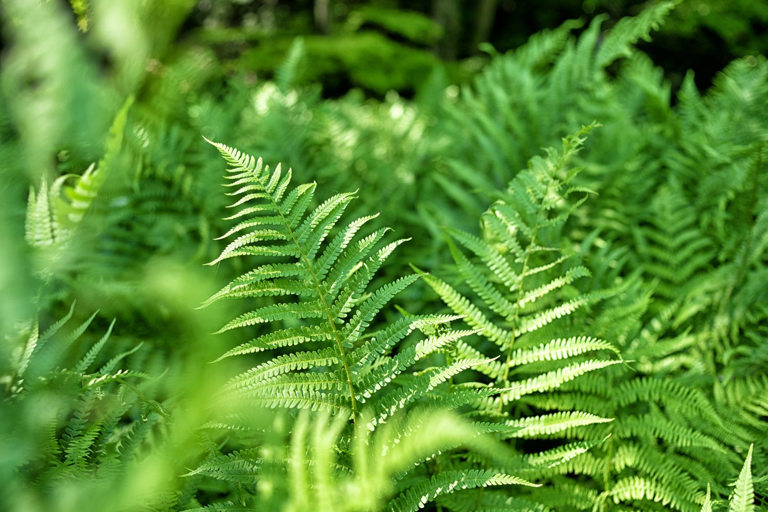 close up of green ferns in a botanical garden