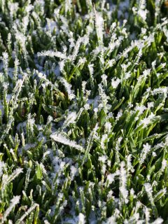 grass covered with ice and frost in the winter season, grass freezes with pieces of snow and ice on the field in the winter season - Can You Mow Grass After A Frost