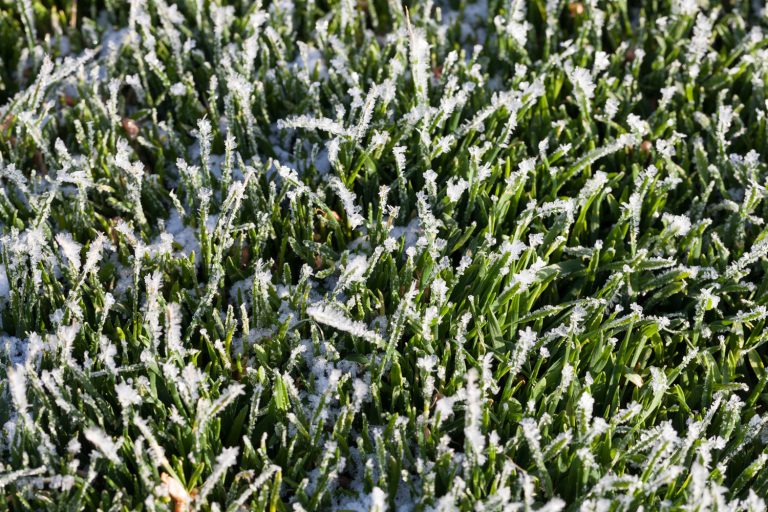 grass covered with ice and frost in the winter season, grass freezes with pieces of snow and ice on the field in the winter season - Can You Mow Grass After A Frost