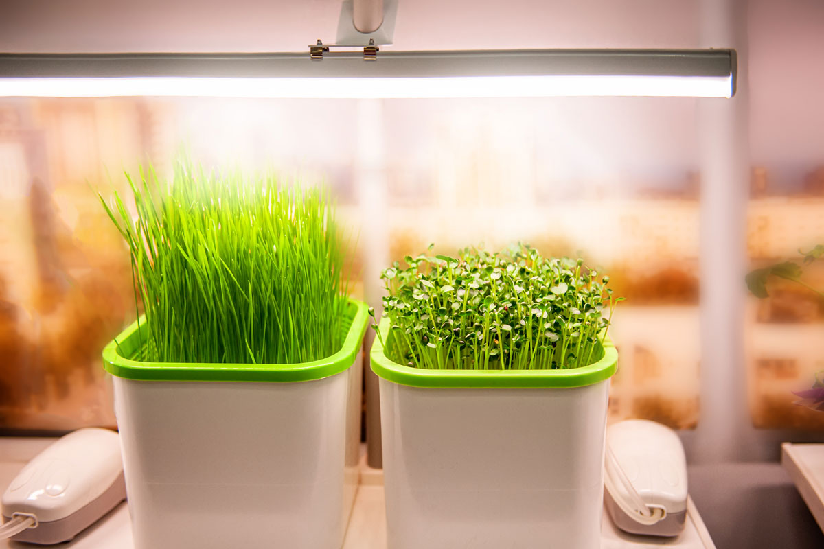 growing plants in a smart hidden form with artificial led lighting