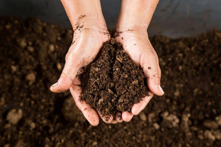 hand holding soil peat moss, How Much Peat Moss To Add To Potting Soil?
